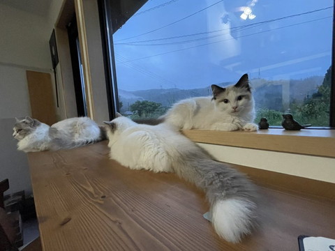 窓辺に猫3匹