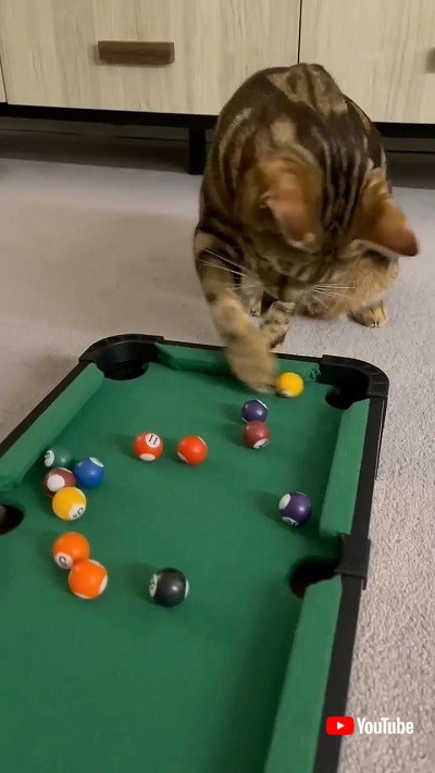 ビリヤードボールを落とす猫
