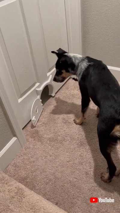 猫用ドアを通る犬