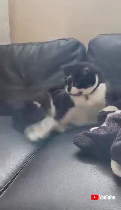 しっぽと戦う猫