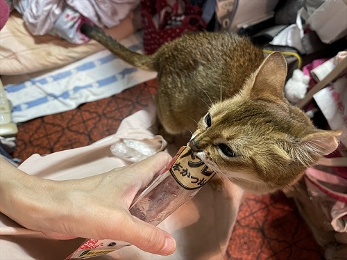 おやつを食べる猫