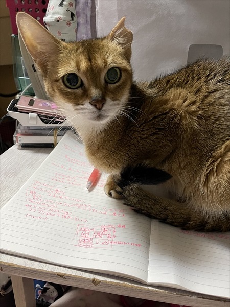 ノートに乗る猫