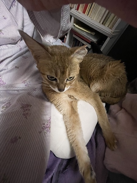 前足を伸ばす猫