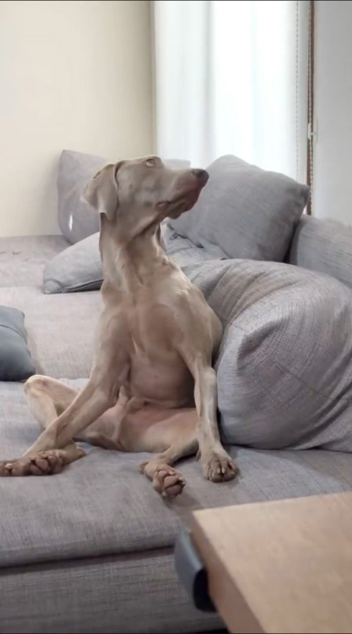 犬ってこんなんやった？」 リラックスしまくった柴犬のかわいい
