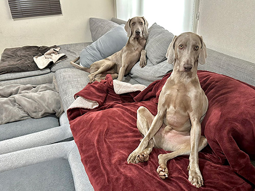 ソファにいる兄弟