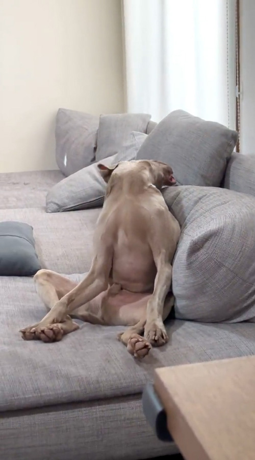 顔をぐいーんとする