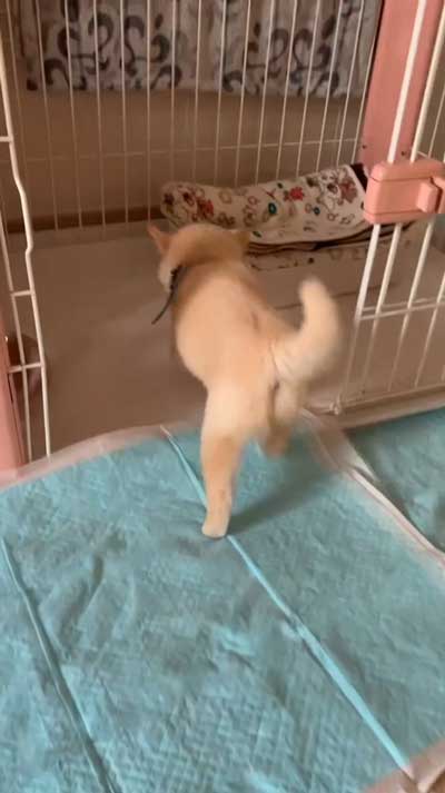 お散歩を察した柴子犬