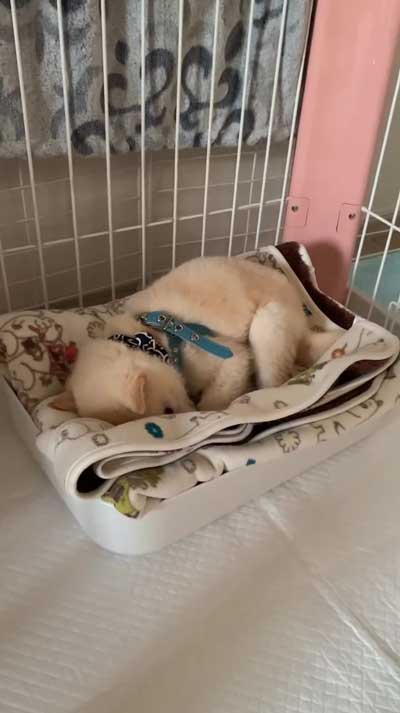 寝たフリする柴子犬