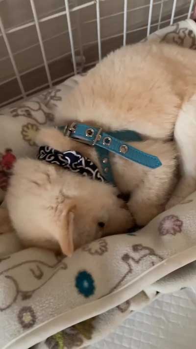 だだこねる柴子犬