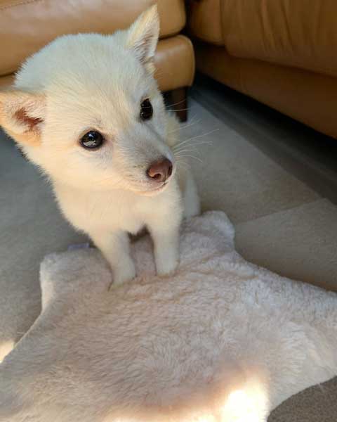 パピー期の柴子犬