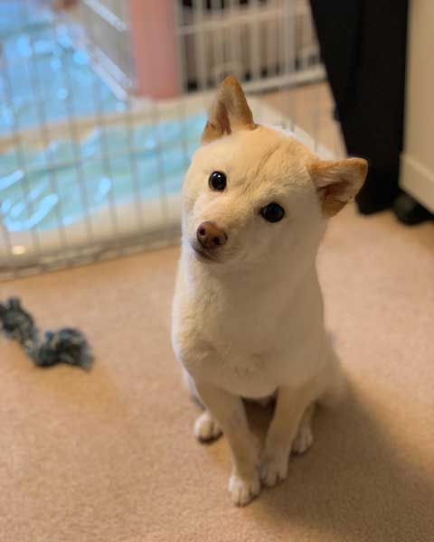 成長する柴子犬