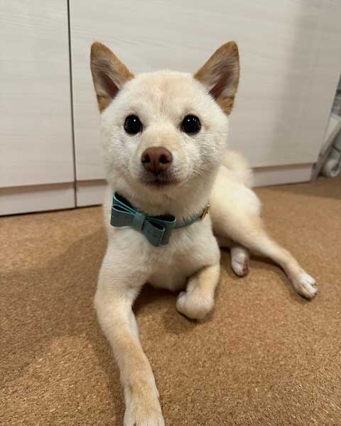 蝶ネクタイと柴子犬