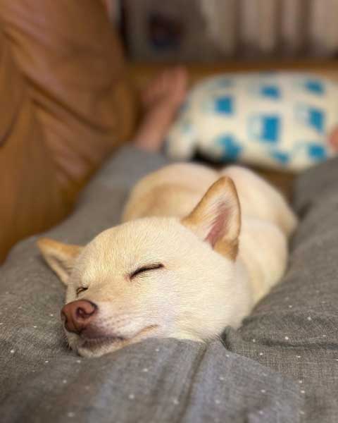 柴子犬の寝顔