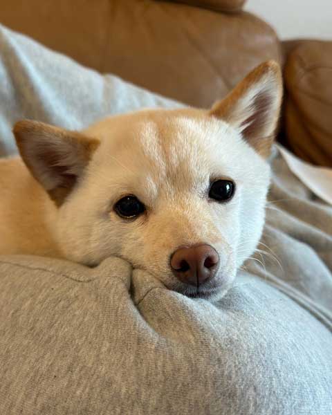 まったりした柴子犬