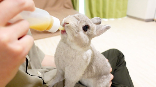 うさぎかまって