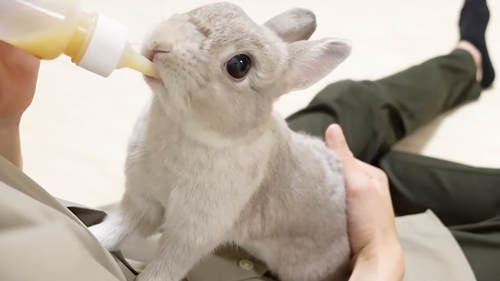 哺乳瓶飲むうさぎ