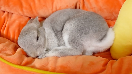 クッションとうさぎ