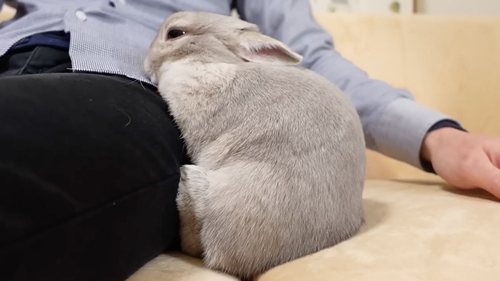 くっつくうさぎ