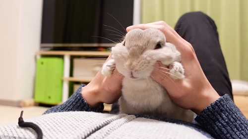 ほっぺむにむにうさぎ