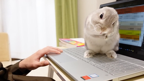 邪魔するうさぎ