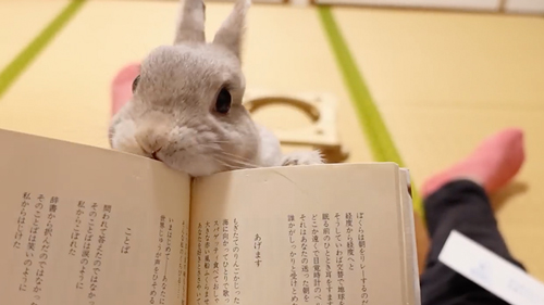 アピールするうさぎ