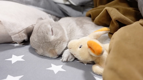 ぬいぐるみとうさぎ