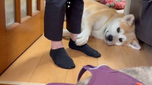 寝転がる天ちゃん