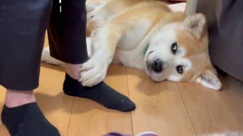 見上げる秋田犬