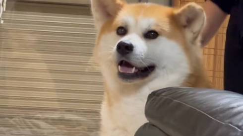 ぼんやりする秋田犬