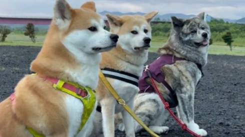 秋田犬の普段の表情