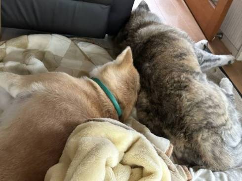 秋田犬 動物病院 行っちゃだめ 天ちゃん