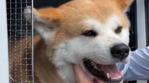 秋田犬 動物病院 行っちゃだめ 天ちゃん