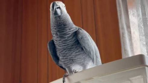 秋田犬 動物病院 行っちゃだめ 天ちゃん