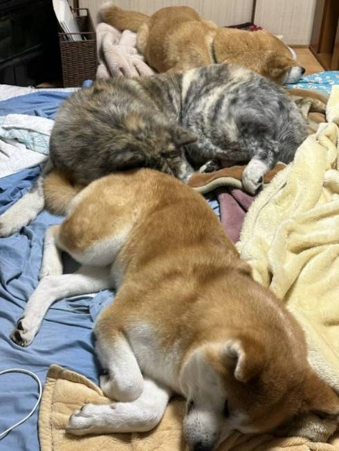 秋田犬 動物病院 行っちゃだめ 天ちゃん