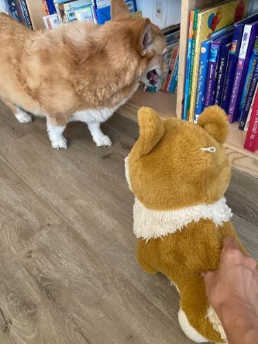 犬とぬいぐるみ