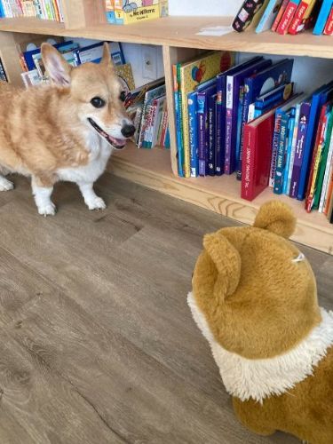 ぬいぐるみを見るコーギー