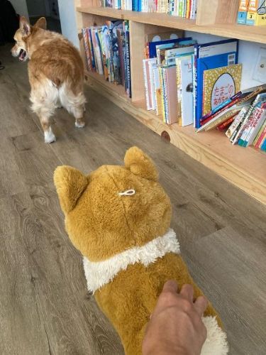 去っていくコーギー