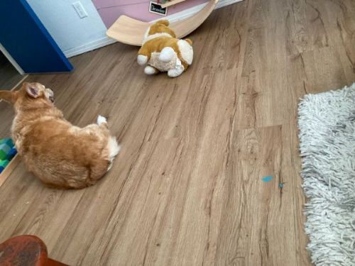 気になるコーギー