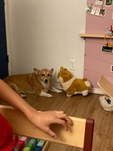 文句があるコーギー