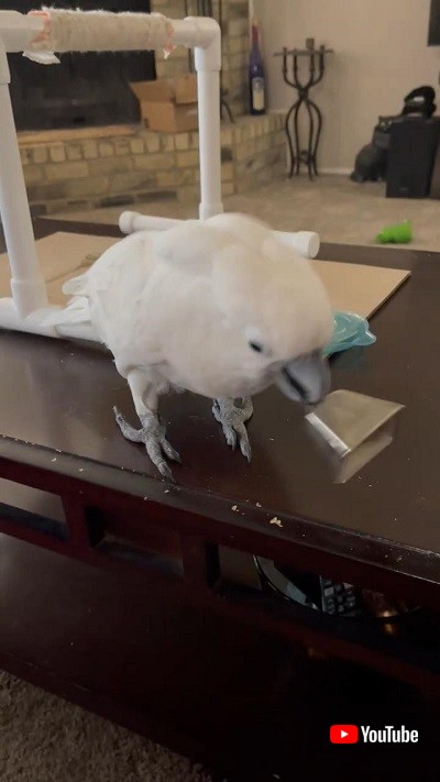ベルを鳴らすオカメインコ