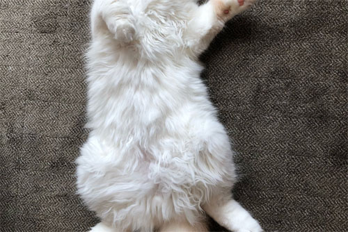 発酵前のアポロくん