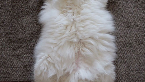 発酵後のアポロくん