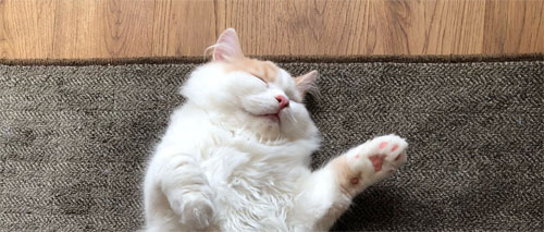 寝顔がかわいいアポロくん