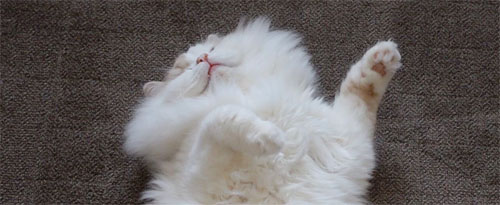 顔の毛が広がるアポロくん