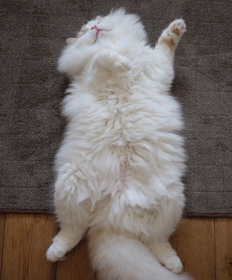 ボリューミーなアポロくん