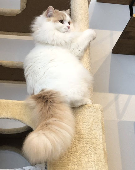 しがみつくアポロくん