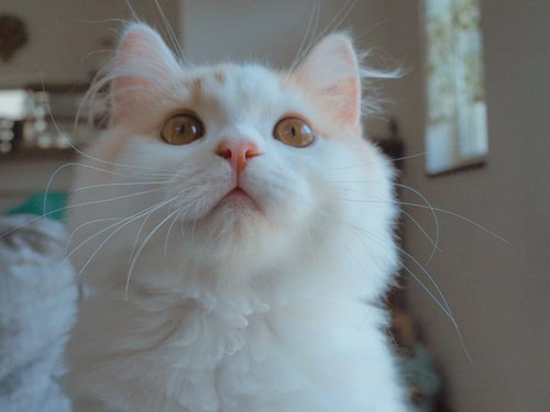 小さいアポロくん