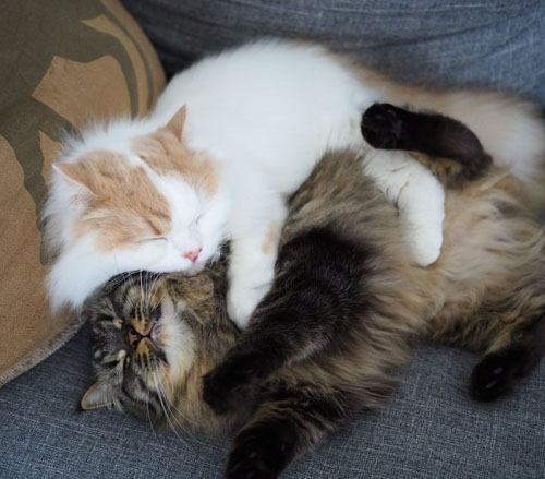 チロルくんにくっつくアポロくん