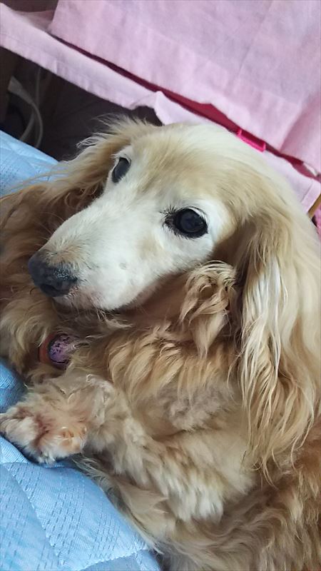 ミニチュアダックス