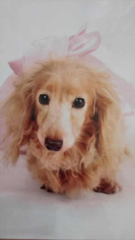 ミニチュアダックス